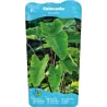 Colocasia esculenta