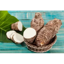 Valgomoji kolokazija - Colocasia esculenta