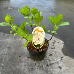 Hydrangea macr. Soeur Therese C2/P17 20-25 cm bol