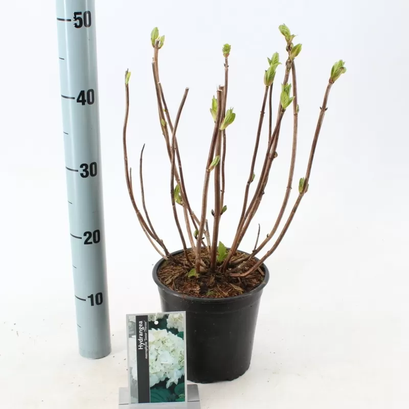 Hydrangea macr. Soeur Therese C2/P17 20-25 cm bol