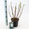 Hydrangea macr. Soeur Therese C2/P17 20-25 cm bol