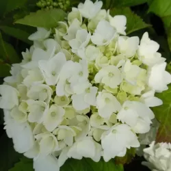 Hydrangea macr. Soeur Therese C2/P17 20-25 cm bol