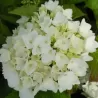 Hydrangea macr. Soeur Therese C2/P17 20-25 cm bol