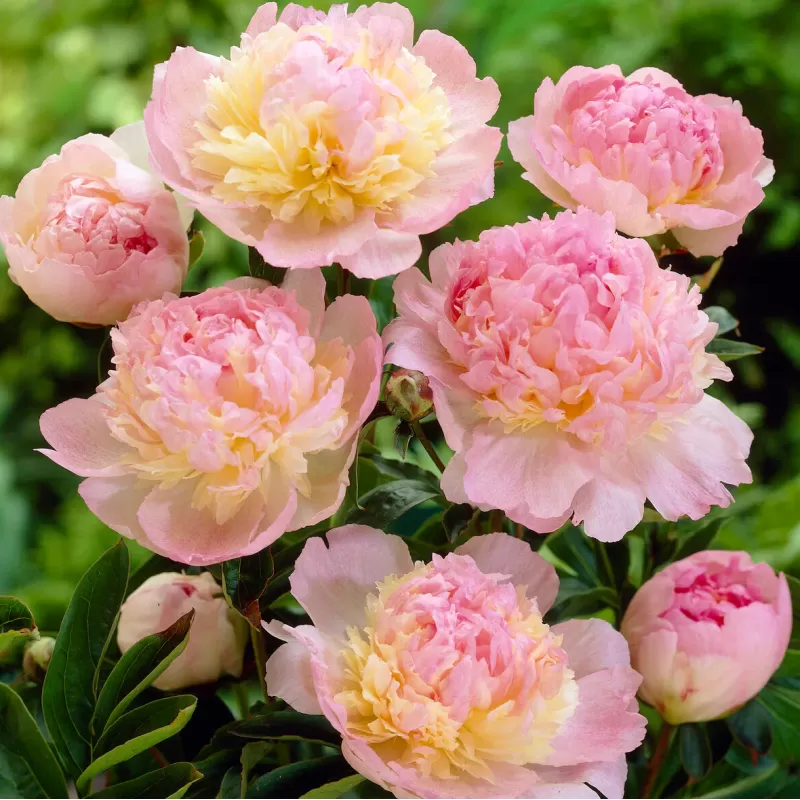 Bijūnas - Paeonia RASPBERRY SUNDAE užsakymas 2026 m.