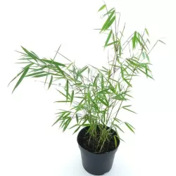 Bambukaitis - Fargesia robusta CAMPBELL