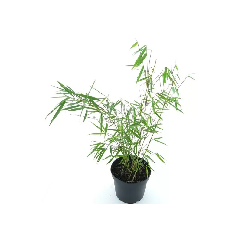 Fargesia robusta CAMPBELL