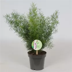 Asparagus densiflorus SPRENGERI