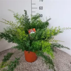 Asparagus densiflorus SPRENGERI