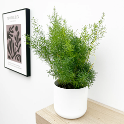 Asparagus densiflorus SPRENGERI