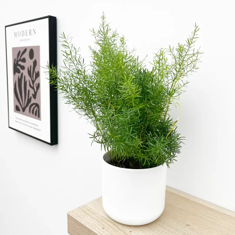 Asparagus densiflorus SPRENGERI