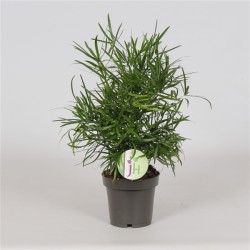 Lenktadyglis smidras - Asparagus falcatus