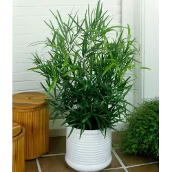 Asparagus falcatus
