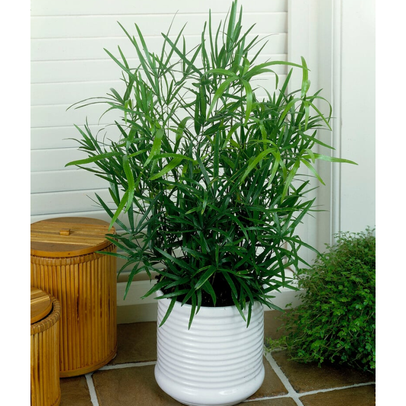 Lenktadyglis smidras - Asparagus falcatus