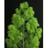 Asparagus densiflorus MYRIOCLADUS