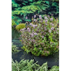 Vandeninė mėta - Mentha aquatica