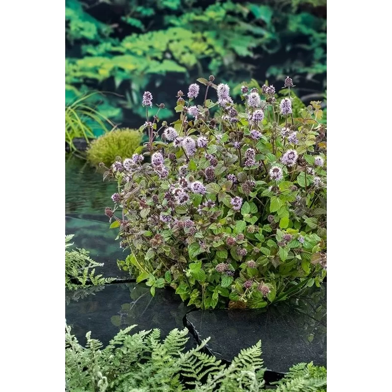 Mentha aquatica