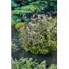 Mentha aquatica