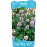 Mentha aquatica