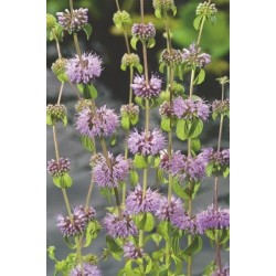 Taškuotoji mėta - Mentha pulegium