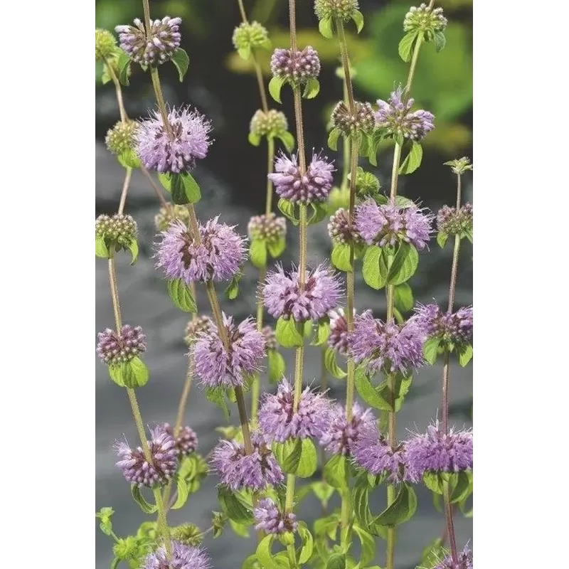 Taškuotoji mėta - Mentha pulegium