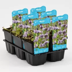 Taškuotoji mėta - Mentha pulegium