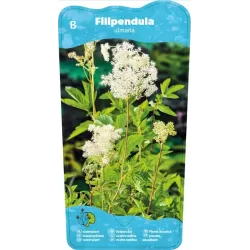 Filipendula ulmaria P9C0.5