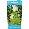 Filipendula ulmaria P9C0.5
