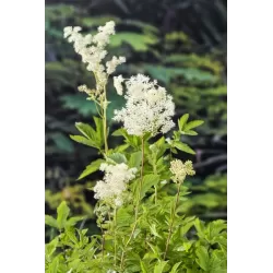 Filipendula ulmaria P9C0.5