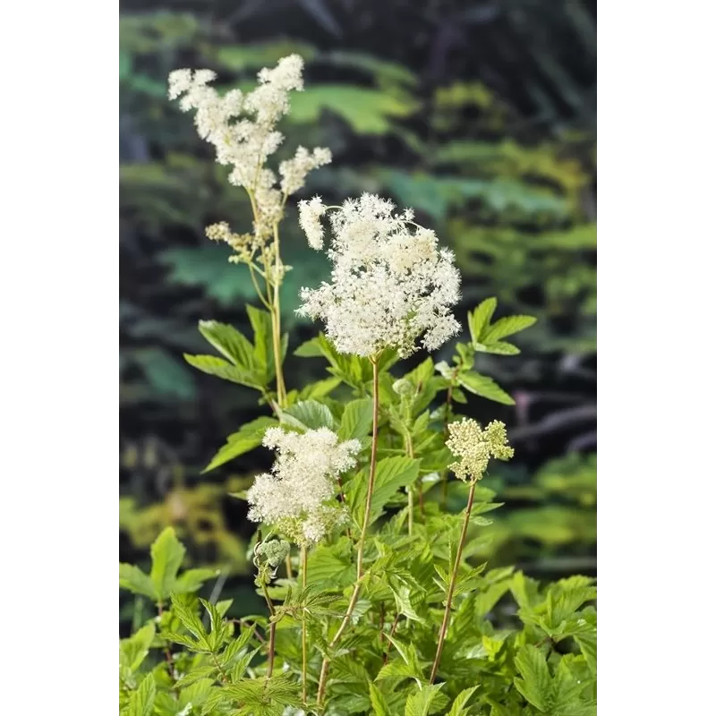 Filipendula ulmaria P9C0.5
