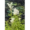 Filipendula ulmaria P9C0.5