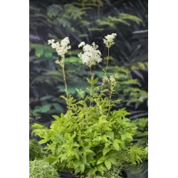Filipendula ulmaria P9C0.5