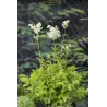 Filipendula ulmaria P9C0.5