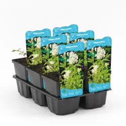 Filipendula ulmaria P9C0.5