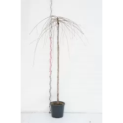 Sakura trees with home delivery