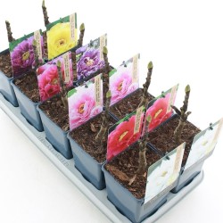 Bijūnų Shimadaijn sodinukai su pristatymu į namus