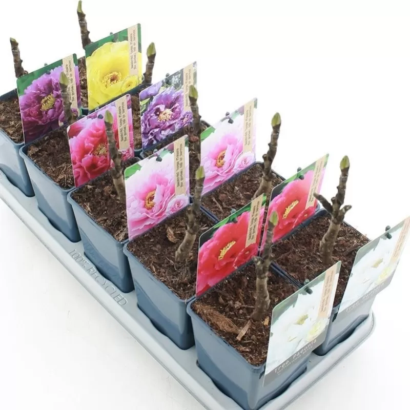 Bijūnų Shimadaijn sodinukai su pristatymu į namus