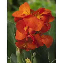 Canna CLEO