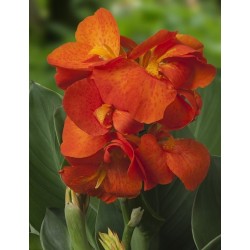 Kana - Canna CLEO