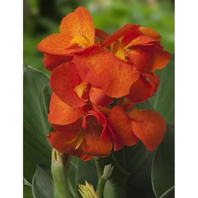 Canna CLEO
