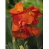 Canna CLEO
