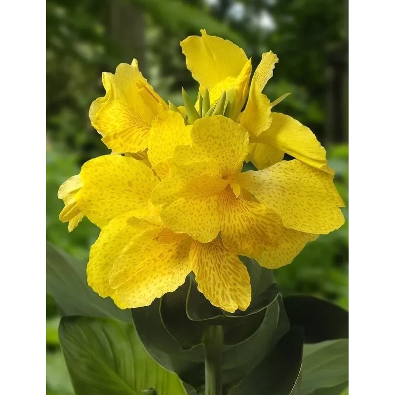 Kana - Canna EMILY