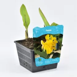 Kana - Canna EMILY