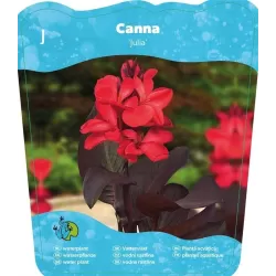 Canna JULIA