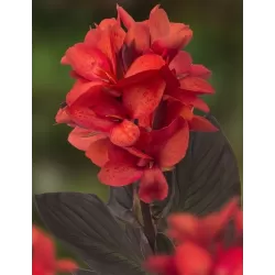 Canna JULIA