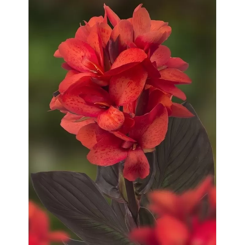 Kana - Canna JULIA Kana - Canna JULIA