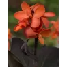 Canna WILMA