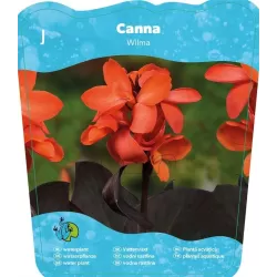 Canna WILMA