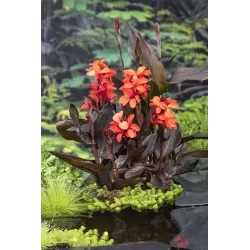 Canna WILMA