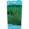 Palminė viksva - Carex muskingumensis