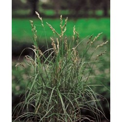 Palminė viksva - Carex muskingumensis